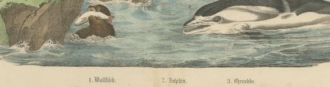 Antique Whaling Scene Print with Bowhead Whale, Dolphin and Sea Lion, circa 1890, close-up 2