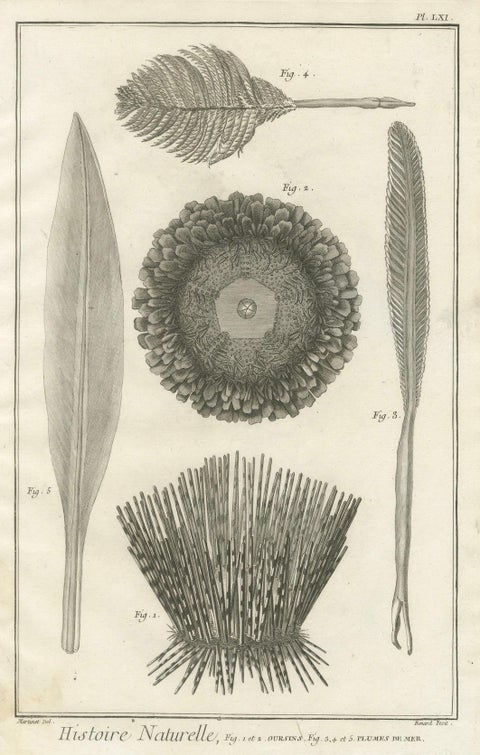 Set of Three Engravings of Sea Urchins and Marine Life by Diderot, ca.1770, close-up 1
