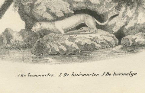 19th-Century Lithograph of Pine Marten, Beech Marten, and Ermine in Nature, close-up 1