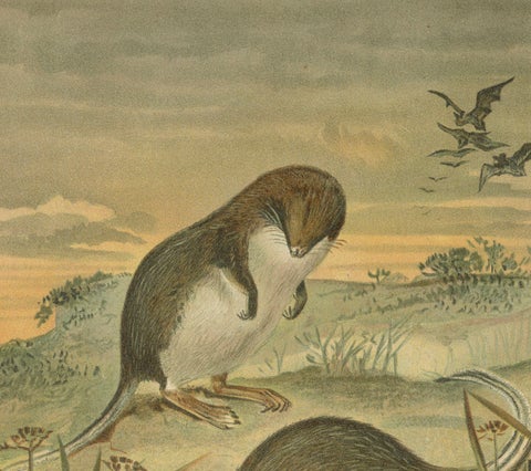 Web-Footed Shrews, Rare Antique Mammal Print, Victorian Zoology 1894, close-up 3