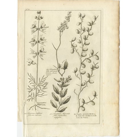 Antique Print of a Ziziphus and Other Plants by Shaw, 1780, view 2