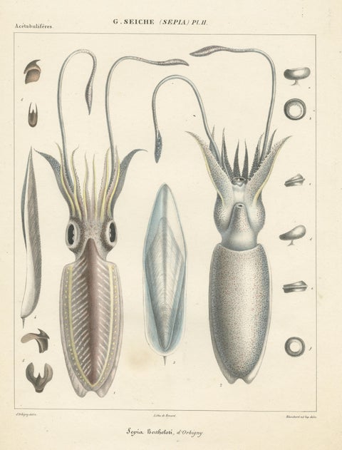 Antique Print of Sepia Bertheloti or the African Cuttlefish, 1845, view 3