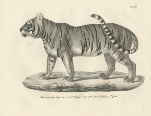 19th-Century Lithograph of the Striped Tigress, Mate of the Royal Tiger, close-up 4