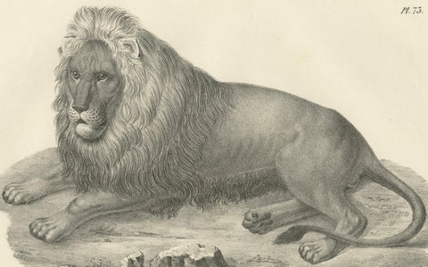 19th-Century Lithograph of the Barbary Lion in a Majestic Reclining Pose, close-up 2