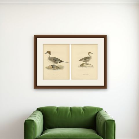 1929 Swedish Pintail Lithographs, Nordic Natural History Pair, shown framed on a wall