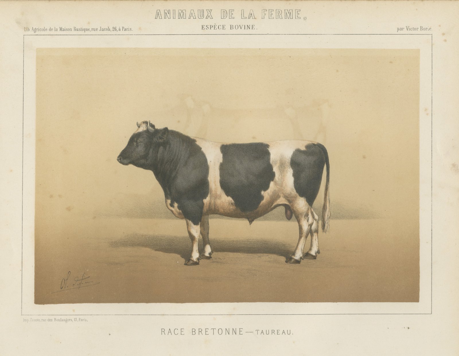 Breton Bull, French Cattle Breed, Antique Chromolithograph by Borie, 1863
