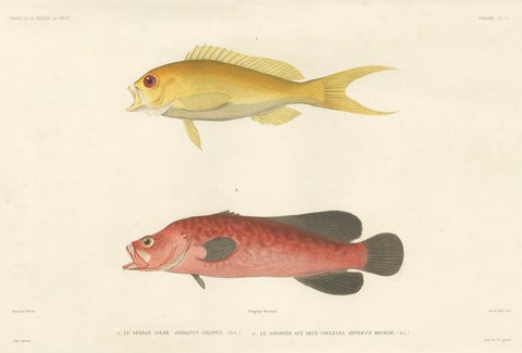 Vintage Fish Illustration, Sea Bass and Mottled Soapfish, Paris 1846, close-up 1