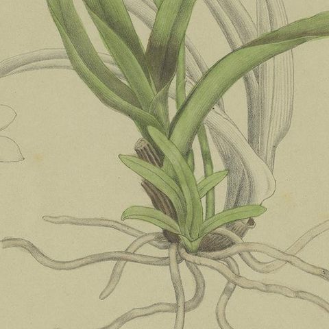 Antique Botany Print of the Large Boulder Orchid, '1884', close-up 2