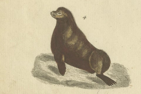 Antique Handcolored Engraving of Seals and Amphibious Creatures, c.1800, close-up 1