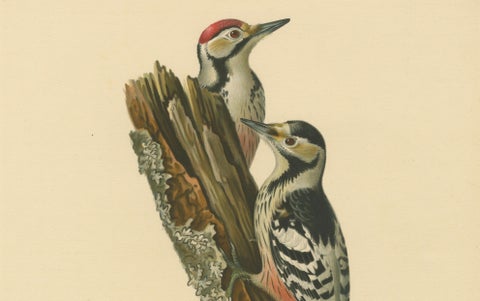 White-Backed Woodpecker Pair on Woodland Trunk, Swedish Bird Print, 1929, close-up 6