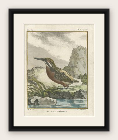 Antique Bird Print of a Kingfisher by Buffon '1780', shown framed