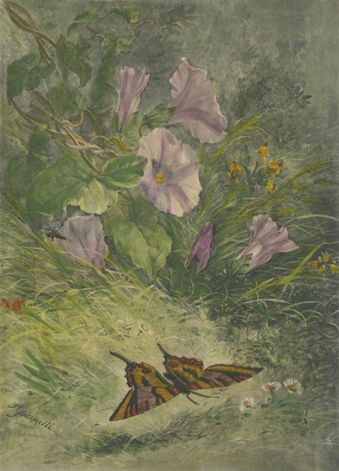 Morning Glories with Butterfly - Giacomelli’s Nature Print, Circa 1891, close-up 4