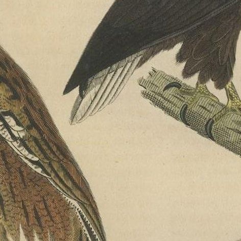 Original Bird Print of The Vulture, An Eagle Falcon and an Owl, close-up 3