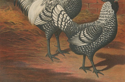 The Regal Silver Polish Chicken - A Rare 19th Century Poultry Lithograph, close-up 1