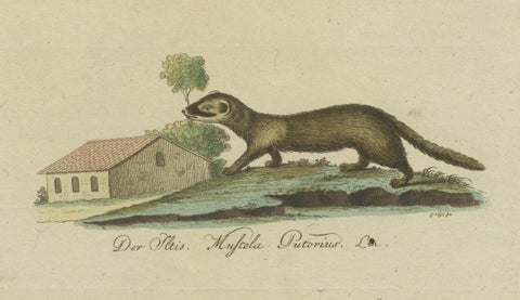 The European Pine Marten and The Polecat Meticulously illustrated, circa 1775, close-up 4
