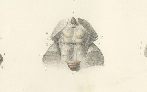 The Brain Stem and Cerebellum, Antique Hirschfeld Anatomy Print, 1866, view 4