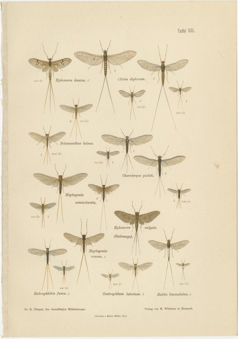 Set of Two Entomological Lithographs from Die Geradflügler, Germany, 1908, view 2