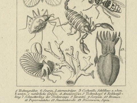 Antique Zoological Engravings of Reptiles, Fish & Insects, c.1800, close-up 3