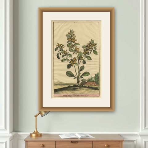 Botanical Illustration of Spanish Kidney Vetch, from Munting’s 1696 Herbal, shown framed on a wall