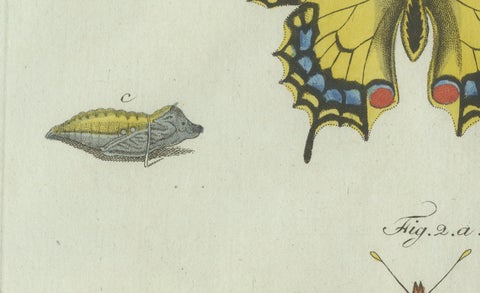 Original Antique Print of Swallowtail and Painted Lady Butterflies, c.1800, close-up 1