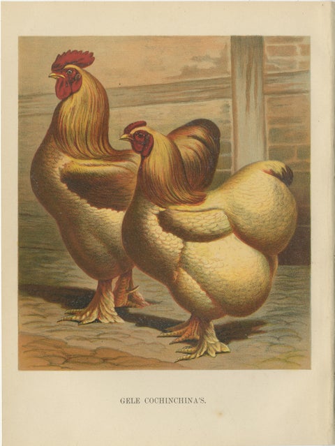 The Majestic Golden Cochinchina: A Rare 19th-Century Poultry Lithograph, view 2