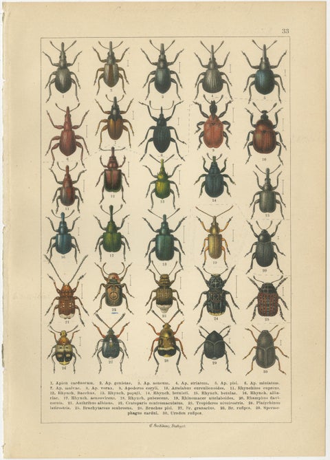 Antique Longhorn Beetle Chromolithographs, European Cerambycidae, Calwer 1893, view 2