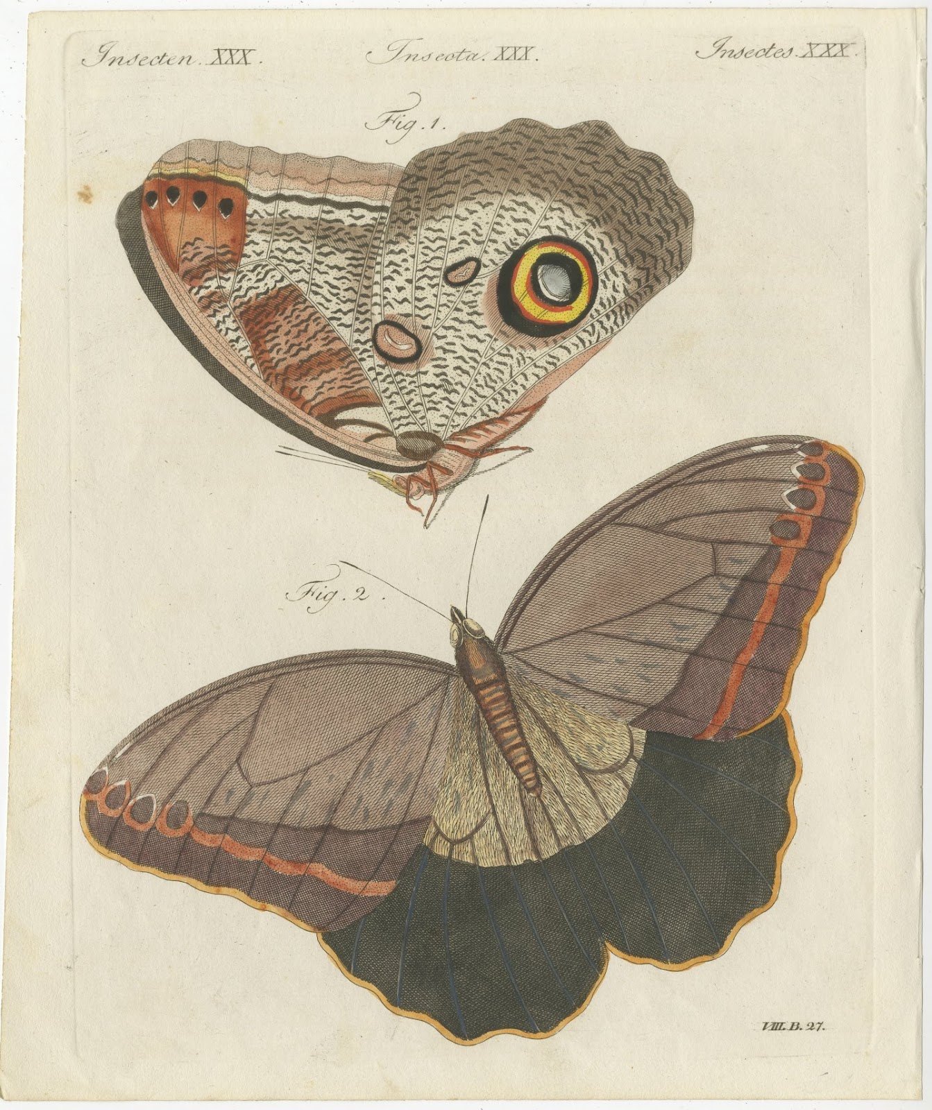Owl Butterfly from Suriname, Antique Bertuch Print, Vienna, circa 1805