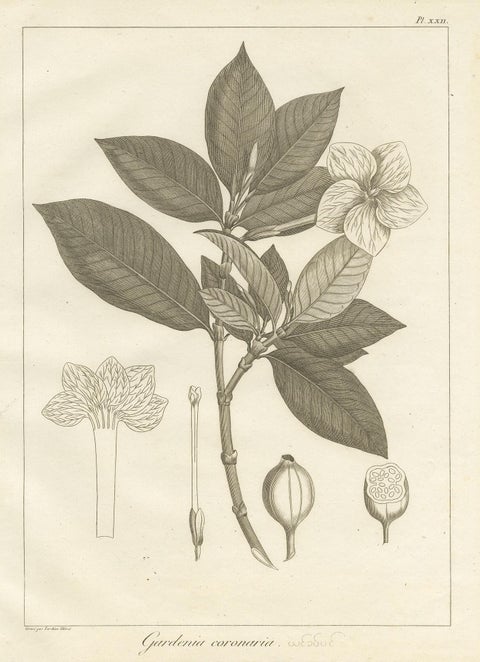 Antique Print of the Crown Gardenia Plant by Symes, '1800', view 2
