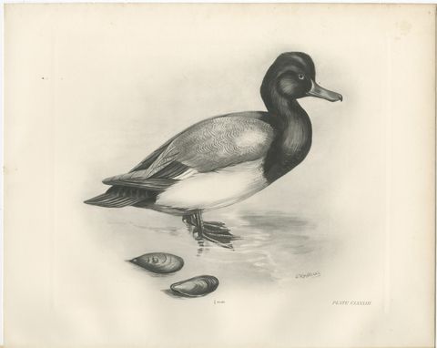 Scaup and Mussels, Antique Bird Print after Lilian Medland, circa 1909, view 2