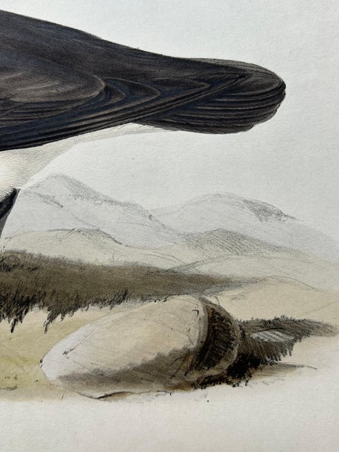 Dusky Shearwater, Antique Bird Lithograph by John Gould, c.1832, view 5