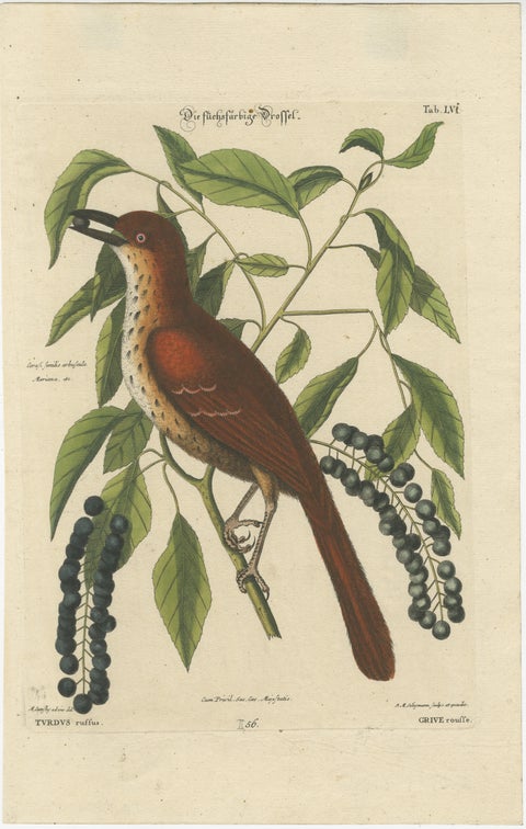 Original Antique Hand-Colored Engraving of The Fox-Colored Thrush, 1749, view 2