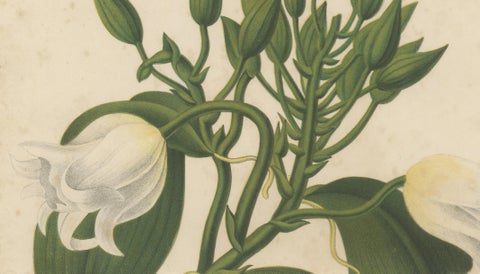 Antique Botanical Lithograph, Vanilla Guianensis, Suriname Orchid, 1856, close-up 5