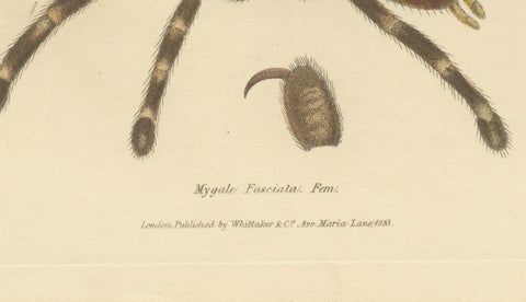 Antique Print of a Female Sri Lanka Ornamental Tiger Spider or Tarantula, 1833, close-up 1