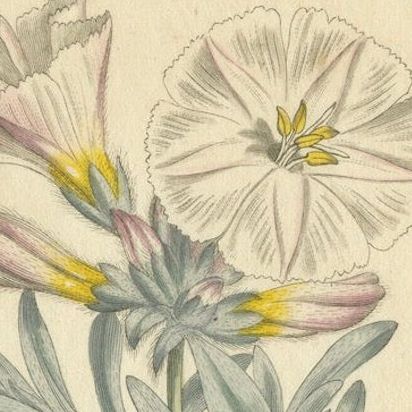 Antique Botanical Engraving of Silverbush - Rare 1799 Floral Print by Curtis, close-up 4