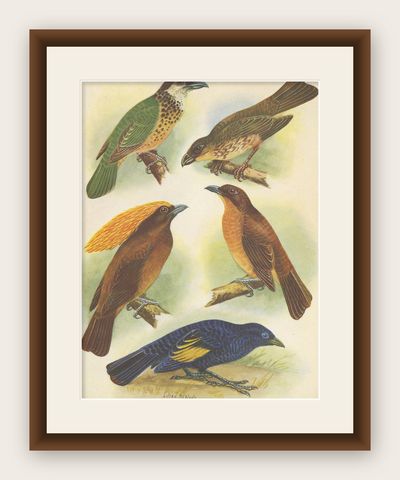 Antique Print of the White-Eared Cat Bird, Tooth-Billed Cat Bird and Other, 1950, shown framed