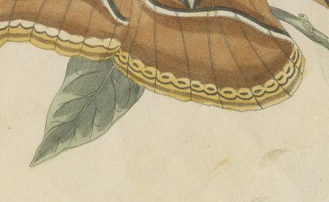 Atlas Moth on a Flowering Branch, Antique Bertuch Print, Vienna, circa 1805, close-up 2