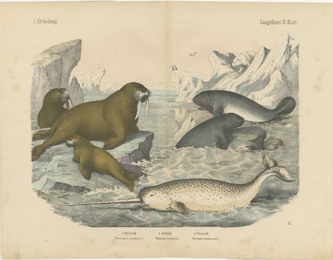 Antique Walrus and Narwhal Print, Arctic Sea Scene with Manatee, circa 1890