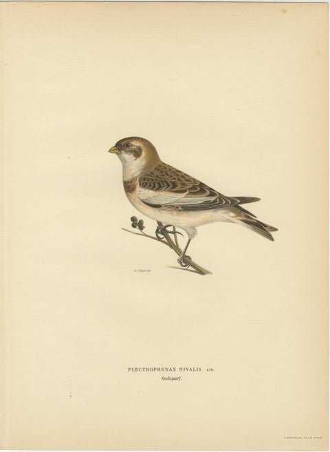 1929 Scandinavian Bird Prints Trio, Nordic Natural History, Designer Wall Art, view 3