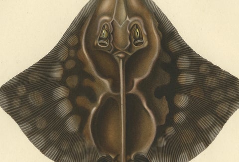 Rare Hand-Colored Antique Fish Print of the Gaimard's Ray, 1842, close-up 3