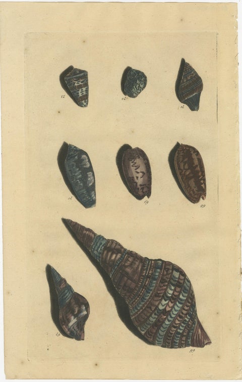 Set of 4 Colored Antique Prints of various Sea Shells and Molluscs, view 5
