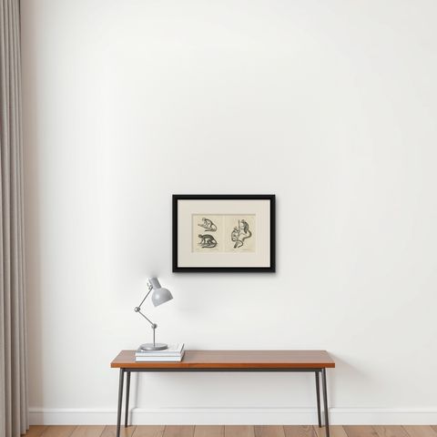 Saimiri, Night Monkey, Mico & Silky Monkey, Lithographs by C.C. Last, 1836, shown framed on a wall