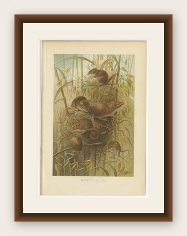 Harvest Mouse, Antique Natural History Chromolithograph, 1894, shown framed