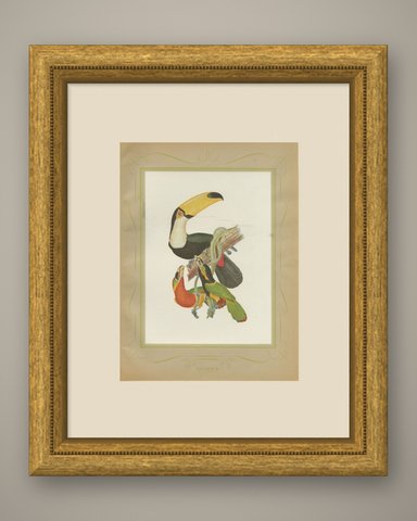 Toucans and Aracaris, Brazilian Bird Print, Descourtilz, 1944, shown framed