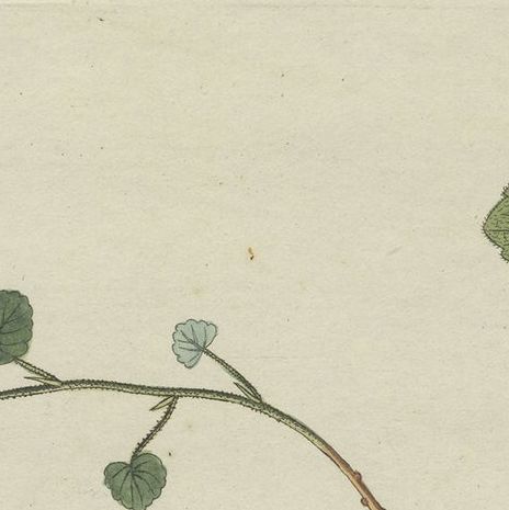 Antique Botany Print of Malvella Leprosa and other Flowering Plants, close-up 1