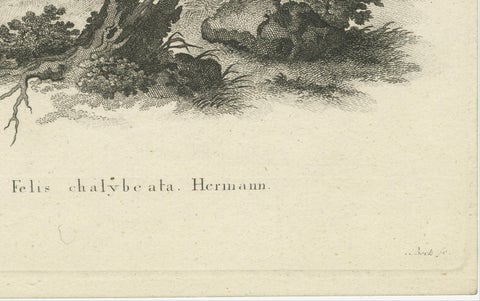 Antique Engraving of a Leopard, Drawn by Ihle and Engraved by Bock, c.1800, close-up 3