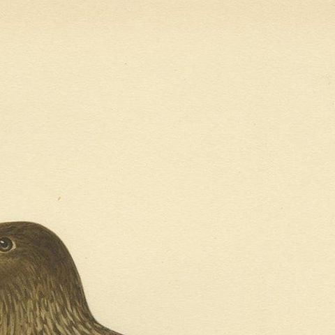 Antique Bird Print of the Great Skua 'Female' by Von Wright, 1929, close-up 1
