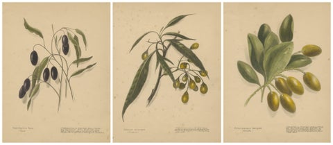 New Zealand Botanical Fruit Studies, Set of Three Lithographs, 1890, view 5
