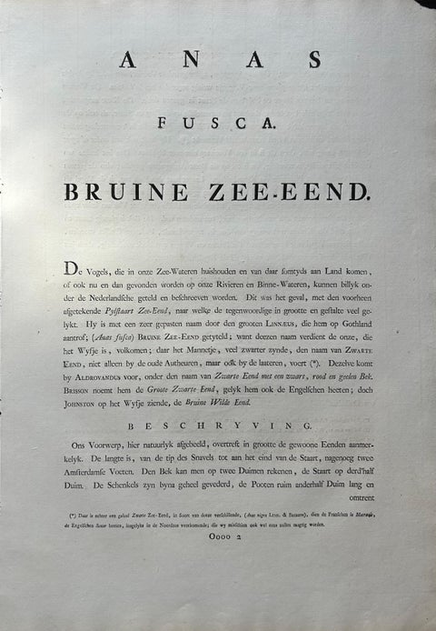 Antique Bird Print, Velvet Scoter Anas Fusca by Nozeman & Sepp, 1770, view 10