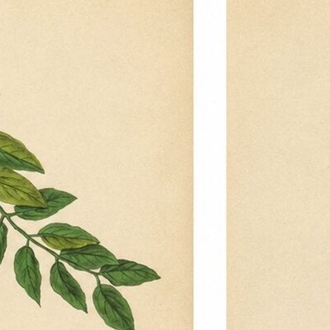 Pair of French Butterfly & Moth Engravings by Guérin & Duméril, 1835, close-up 5