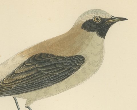 Black-Throated Wheatear on a Grassy Mound, Hand Colored Print, 1896, close-up 1